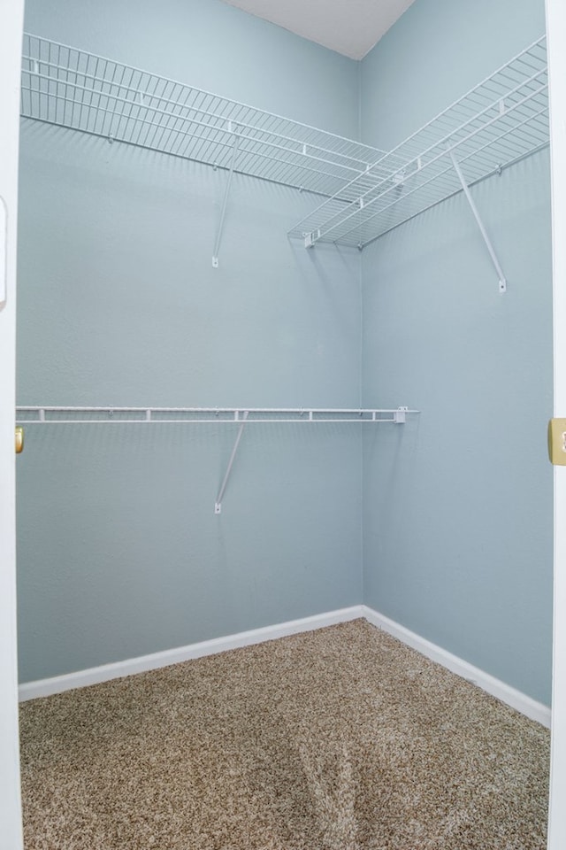 spacious closet featuring carpet floors