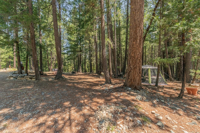 view of local wilderness