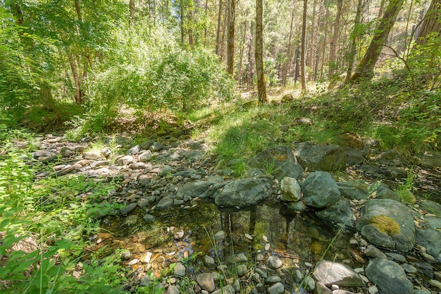 view of local wilderness