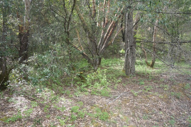 6269 Dutch Creek Rd, Junction City, CA 96048 - photo 6