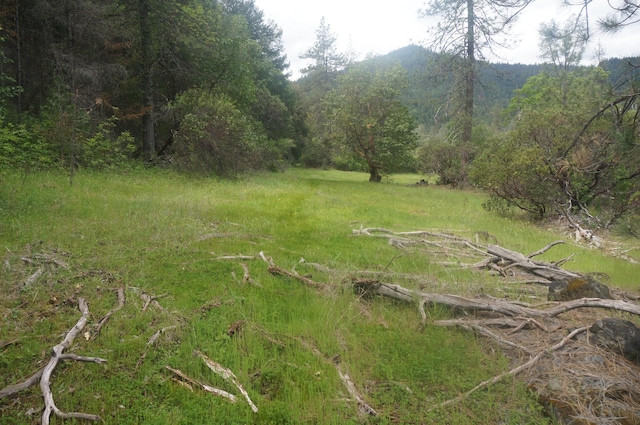 6269 Dutch Creek Rd, Junction City, CA 96048 - photo 14
