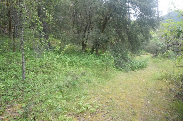 6269 Dutch Creek Rd, Junction City, CA 96048 - photo 19