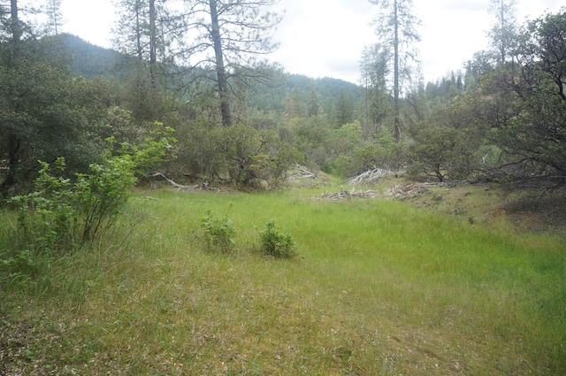 6269 Dutch Creek Rd, Junction City, CA 96048 - photo 20