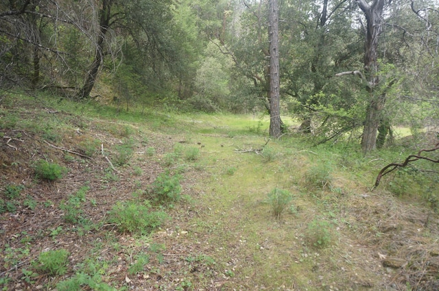 6269 Dutch Creek Rd, Junction City, CA 96048 - photo 23