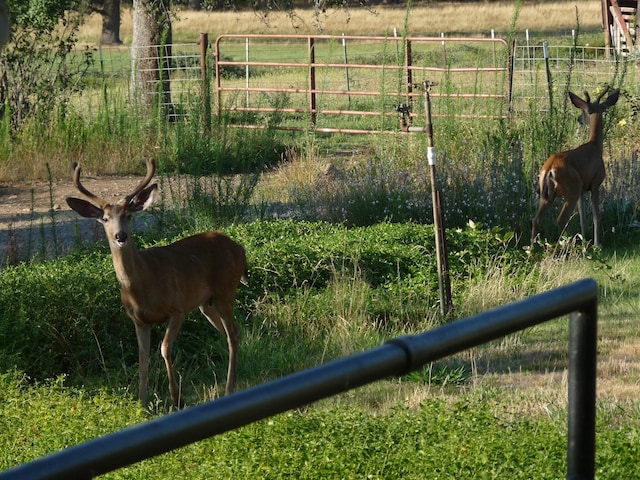 view of yard with a rural view