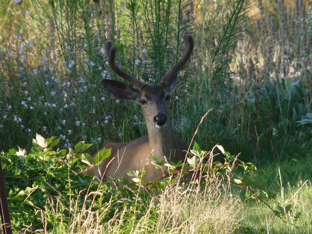 view of nature