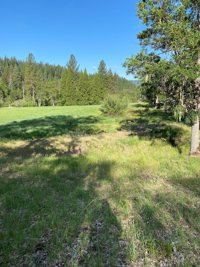 view of local wilderness