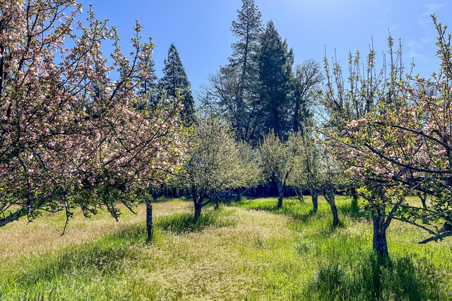 1040 Mullane Trl, Big Bar, CA 96010 - photo 47