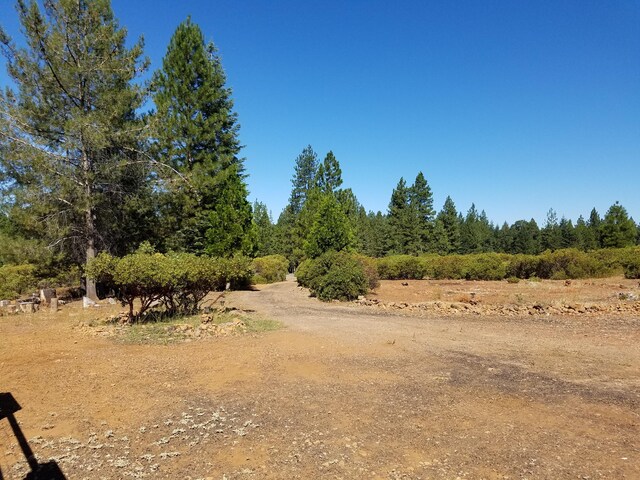 view of local wilderness