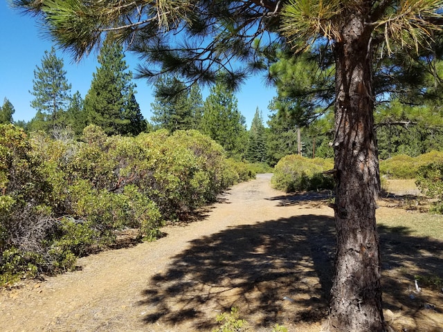 view of local wilderness