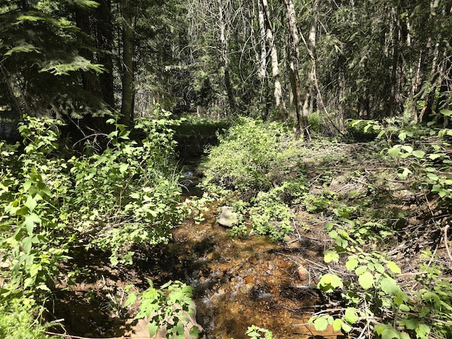 view of local wilderness