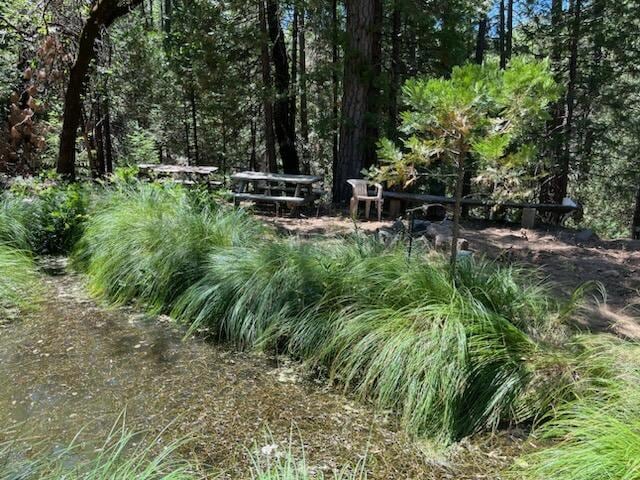 view of local wilderness