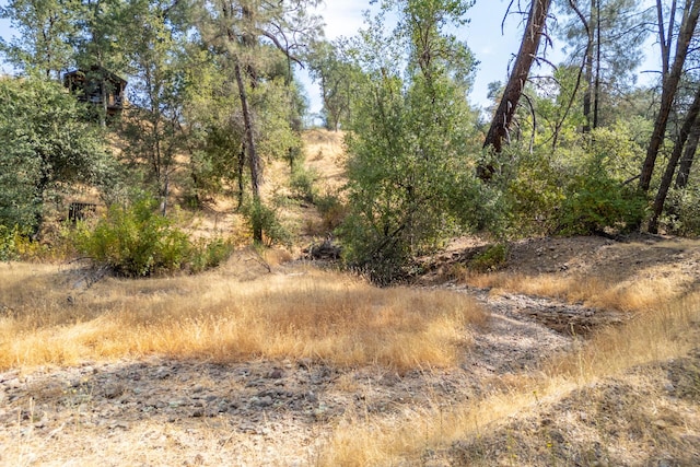 view of local wilderness