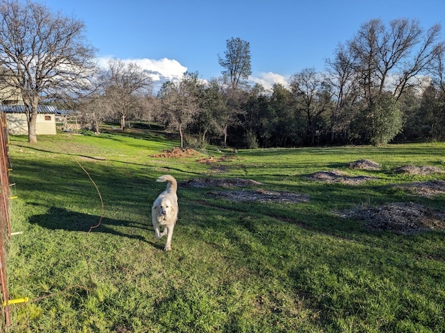 view of yard with a rural view