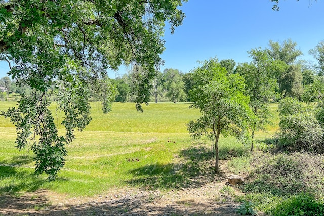 view of local wilderness