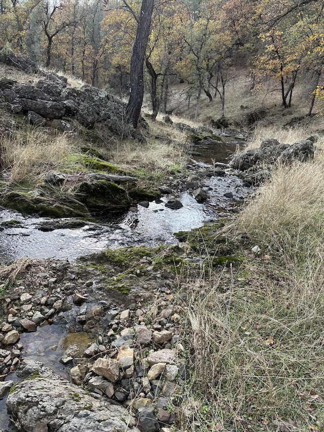 view of local wilderness