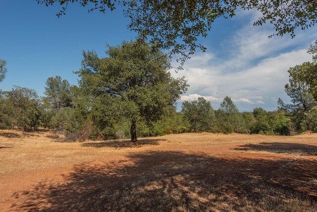 view of local wilderness