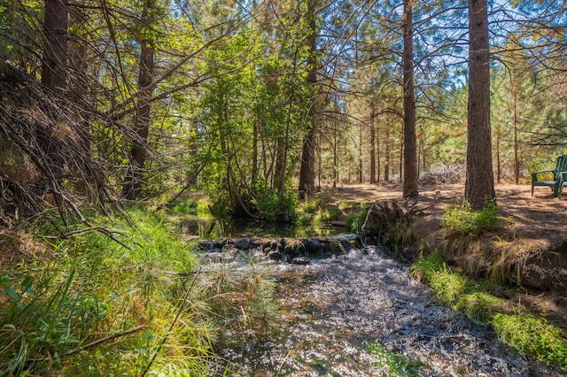 view of local wilderness