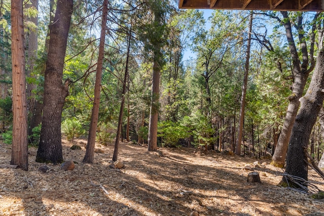 view of local wilderness