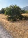 4.75ACRES Frisby Rd, Round Mountain, CA 96084 - photo 7