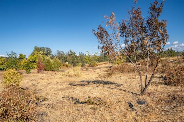 view of local wilderness