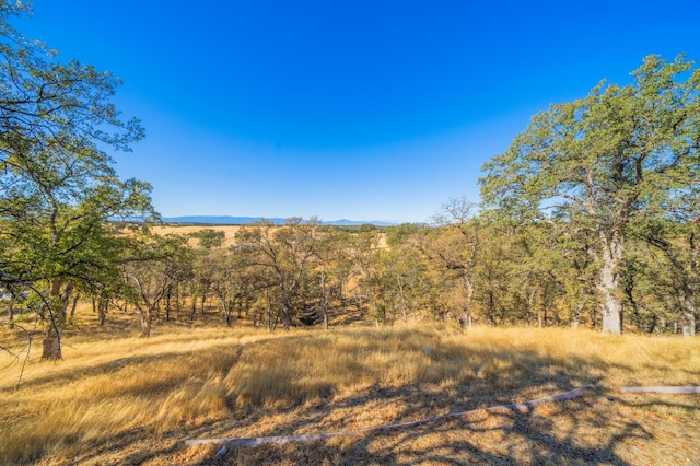 view of local wilderness