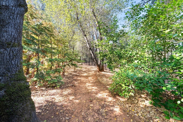 view of local wilderness