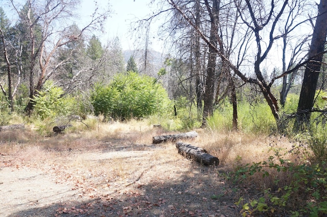 250 Bear Springs Rd, Junction City, CA 96048 - photo 2