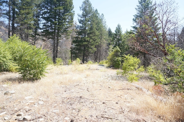 250 Bear Springs Rd, Junction City, CA 96048 - photo 5