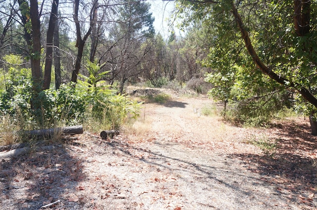 250 Bear Springs Rd, Junction City, CA 96048 - photo 8