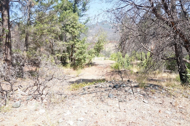 250 Bear Springs Rd, Junction City, CA 96048 - photo 9