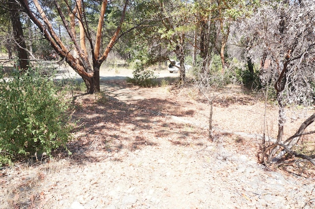 250 Bear Springs Rd, Junction City, CA 96048 - photo 10