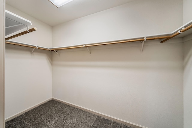 walk in closet featuring carpet flooring