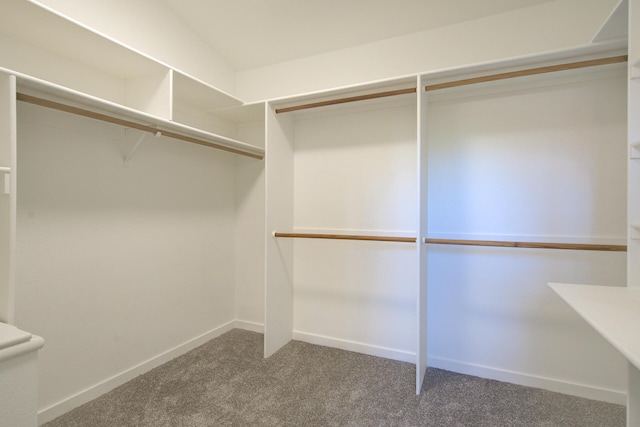 spacious closet featuring carpet flooring