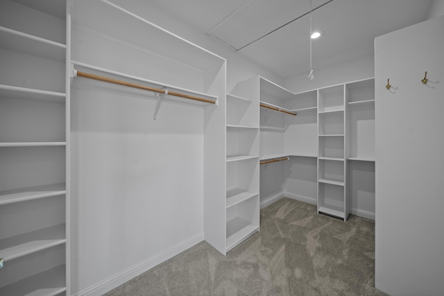 spacious closet featuring carpet