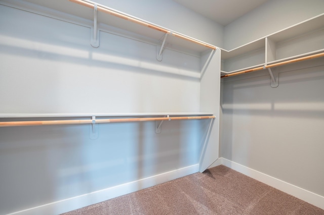 walk in closet with carpet floors