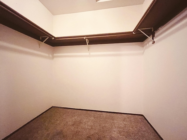 walk in closet with carpet flooring