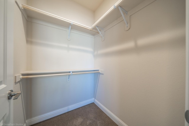 walk in closet featuring carpet flooring