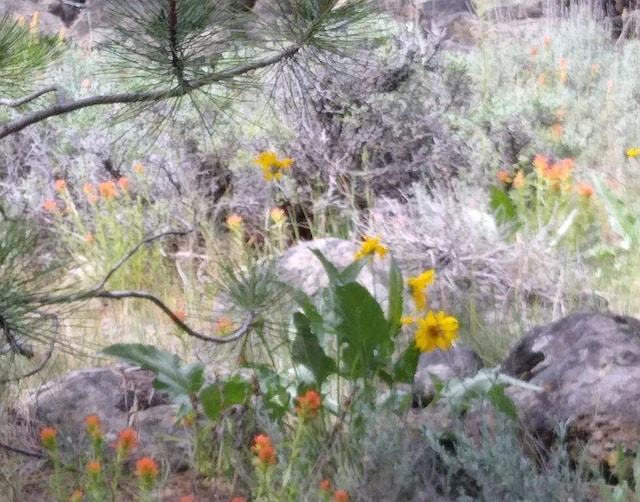 view of local wilderness