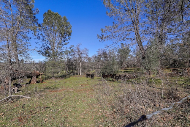 7899 Elmers Way, Shingletown, CA 96088 - view of yard
