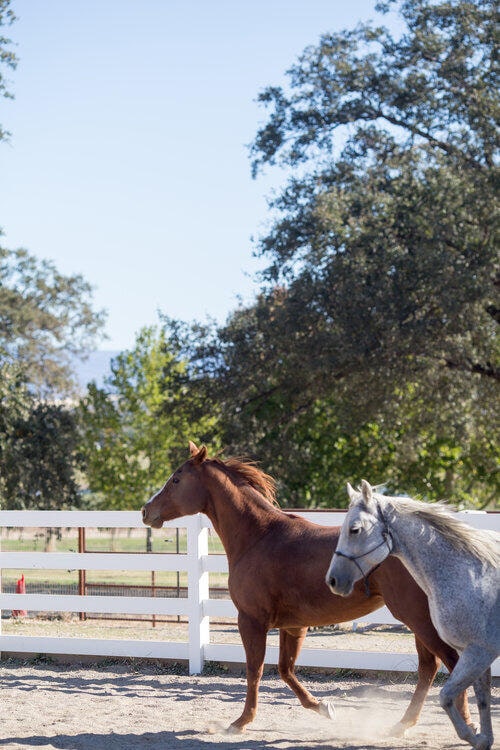 view of horse barn