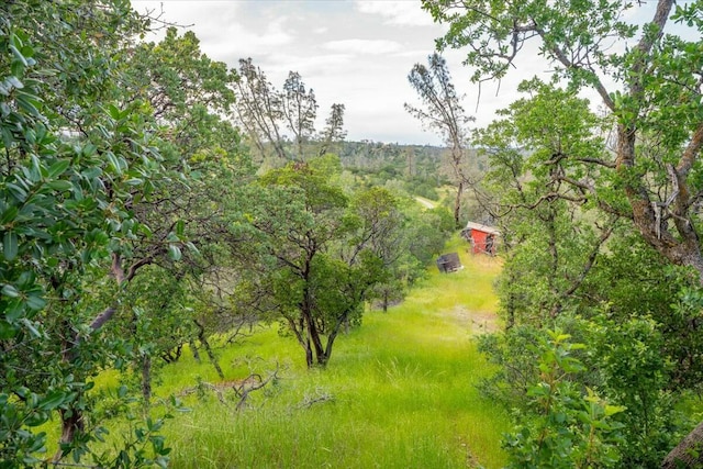 view of local wilderness