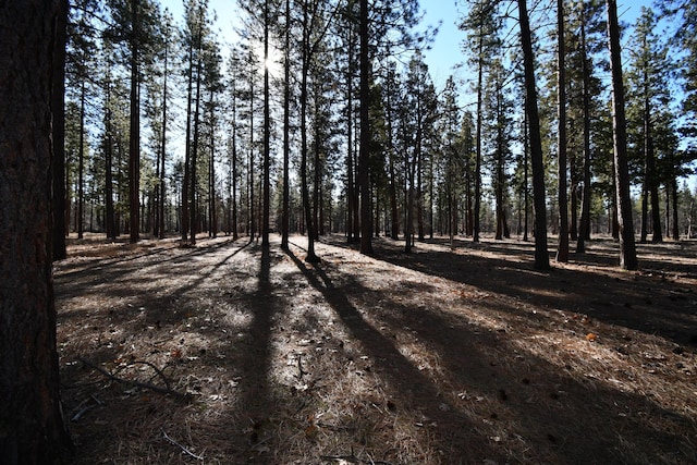 view of local wilderness