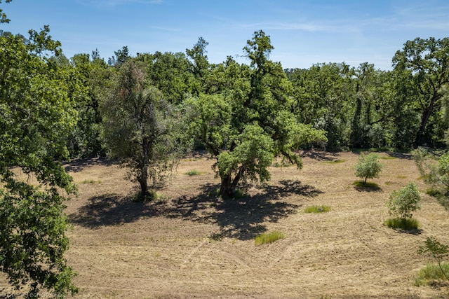 view of local wilderness