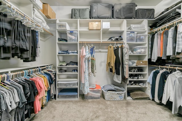 walk in closet with carpet flooring