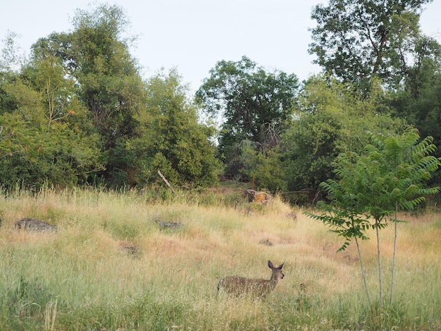 21705 S Powerhouse Rd, Manton, CA 96059 - view of nature