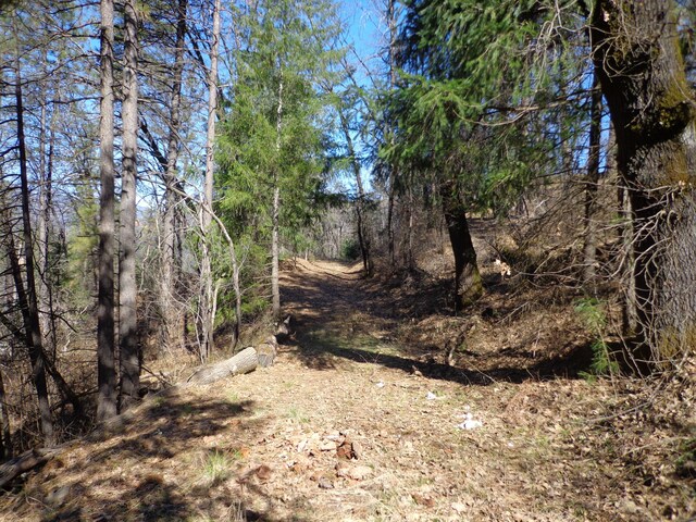 Fawn Rd, Lakehead, CA 96051 - photo 5