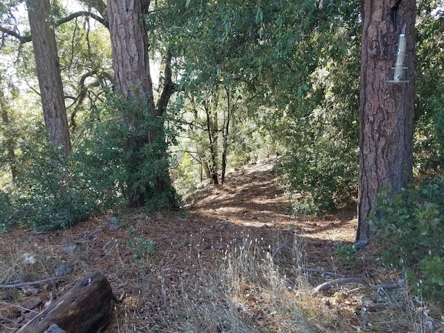 view of local wilderness featuring a forest view