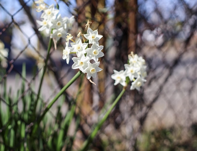 details featuring fence