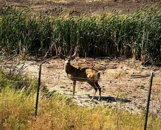 view of local wilderness